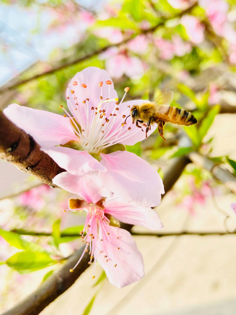 Le miel et les abeilles, ça vous passionne ? Et si vous deveniez