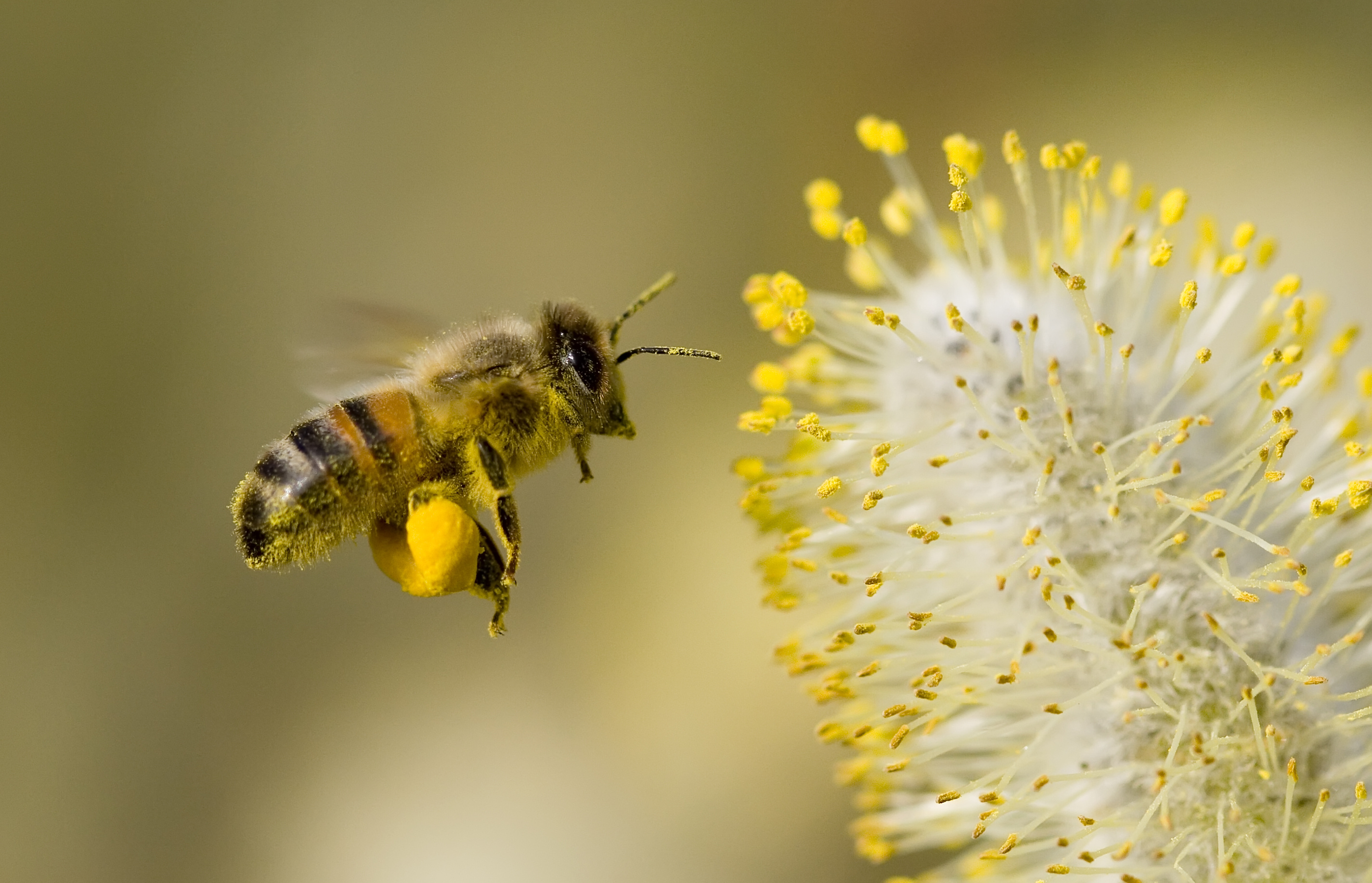 Les bienfaits du pollen de pin pour la santé masculine – Polenn
